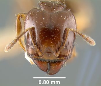 Media type: image; Entomology 9089
